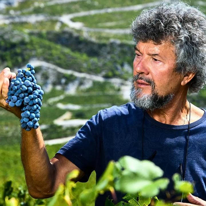 Milos Plavac Mali 2019