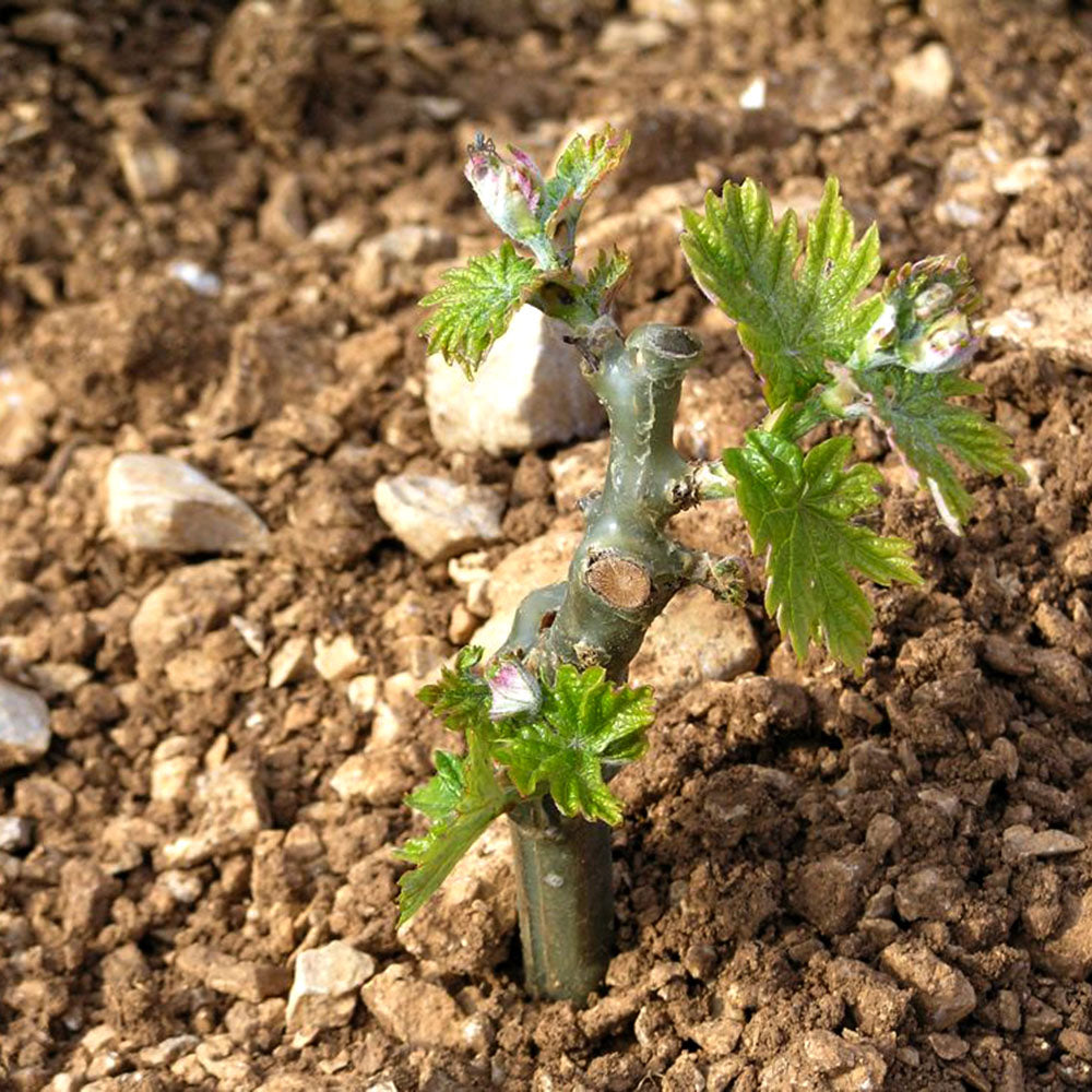 Bartulović Bartul 2022