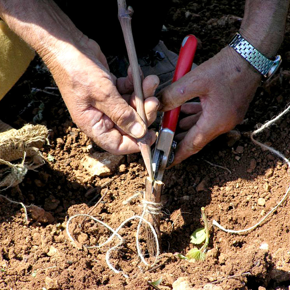 Bartulović Bartul 2022