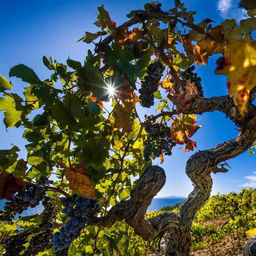 Bura Basina Tribidrag 2020