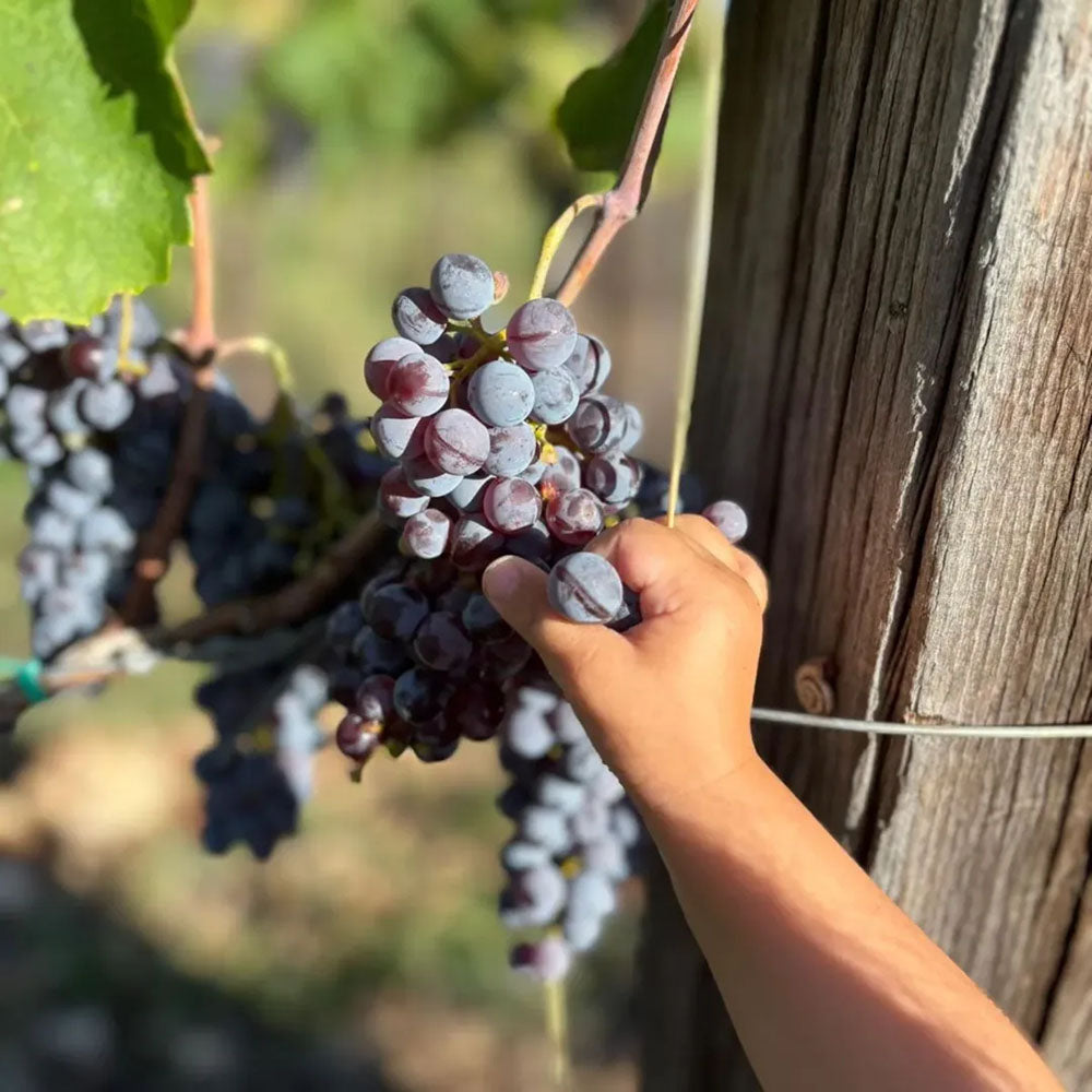 Cota Pero J'Dero 2022