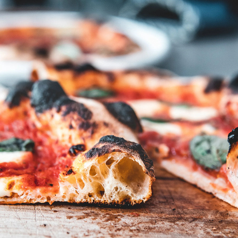 Dalmatian Dog Babić 2019