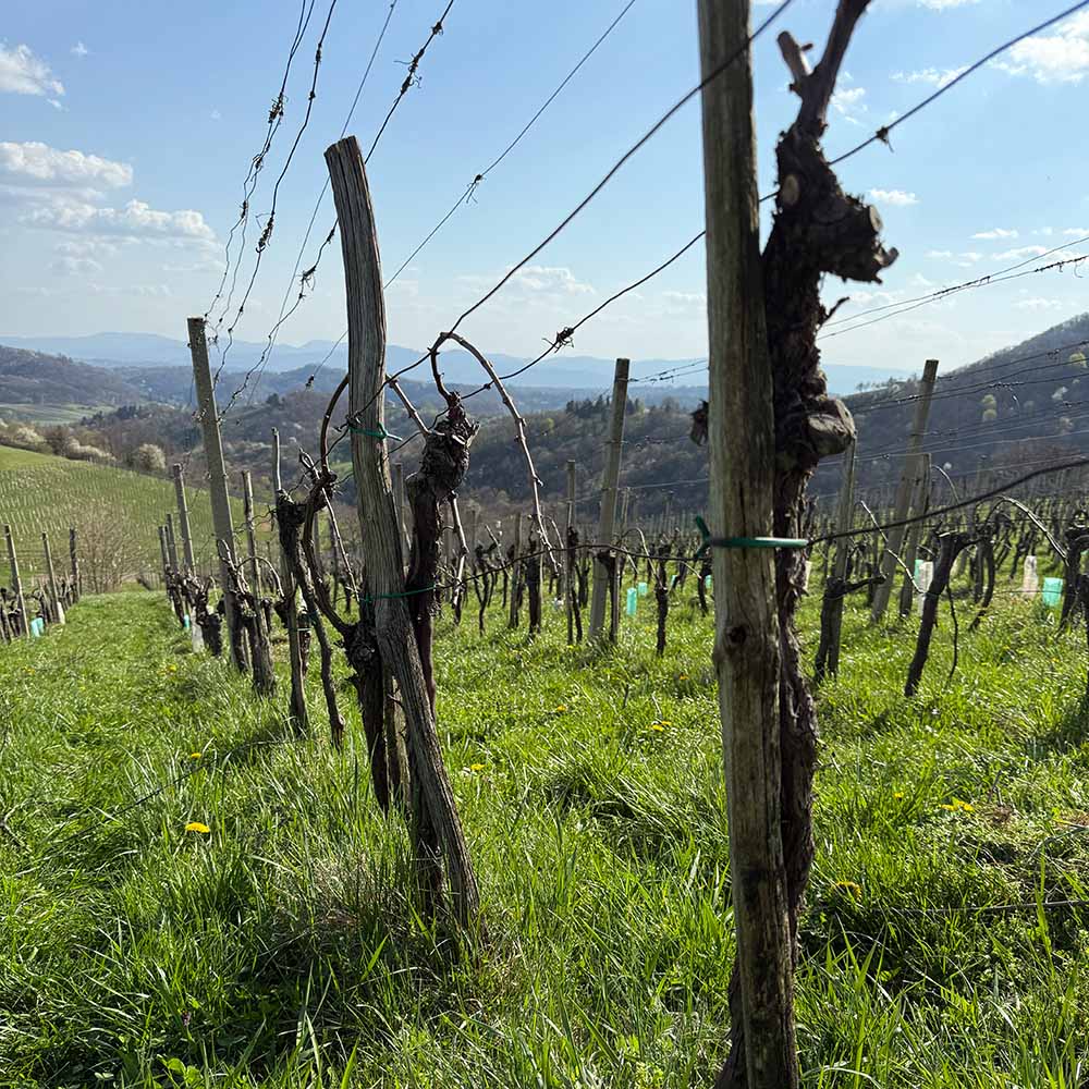 Keltis Žan Red 2022