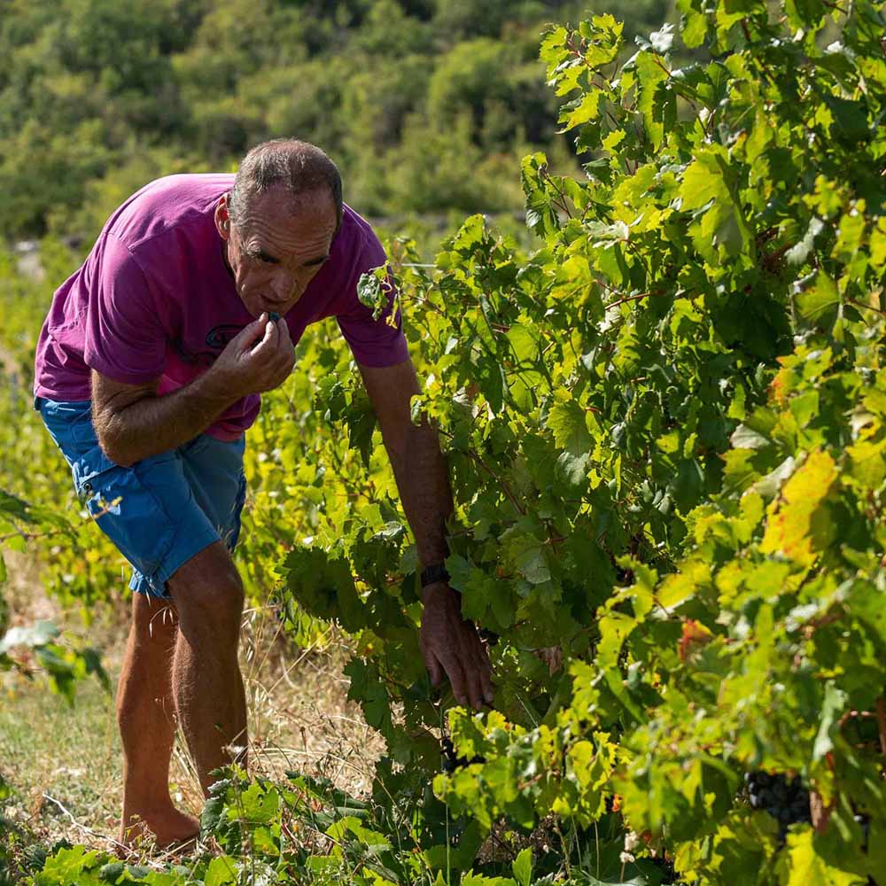 Matošin Babic Zero 2018