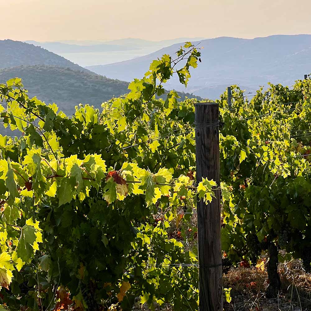 Matošin Babić Zero 2021