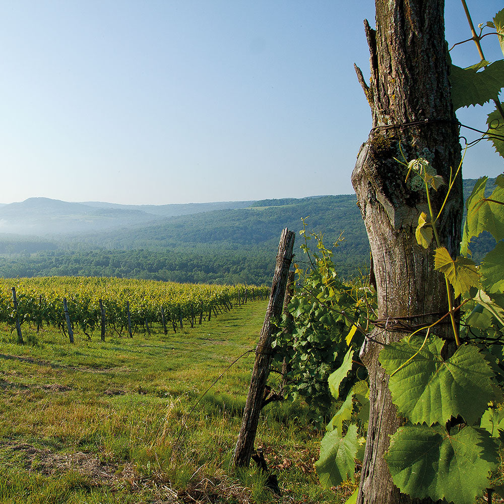 Piquentum Brut Nature 2022