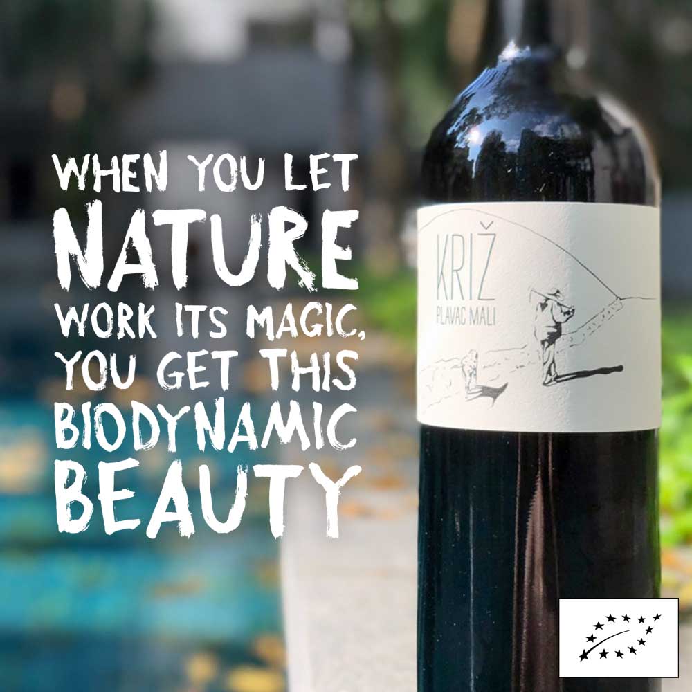 Kriz Plavac Mali 2018