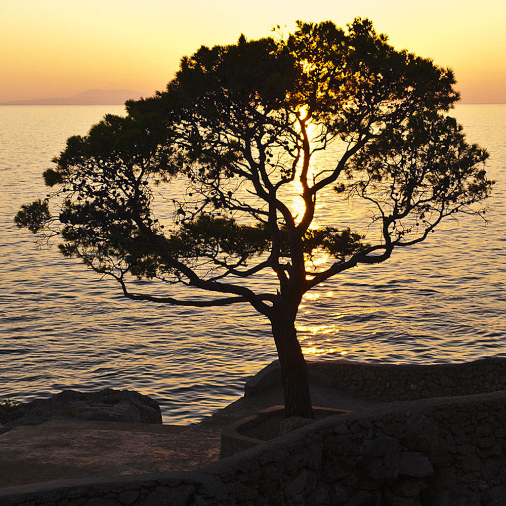 Zlatan Plavac Grand Select 2020