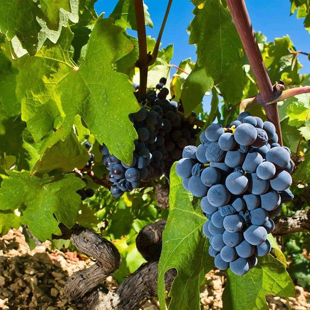 Zlatan Plavac Grand Select 2020