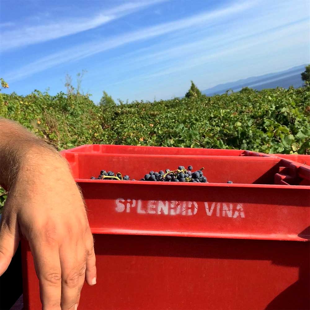 Benmosche Family Dingac 2018