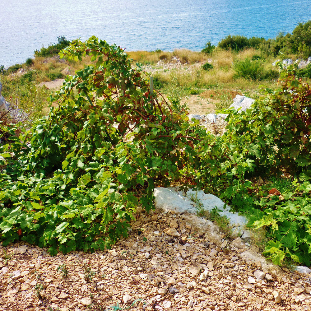 Benmosche Family Zinfandel 2017