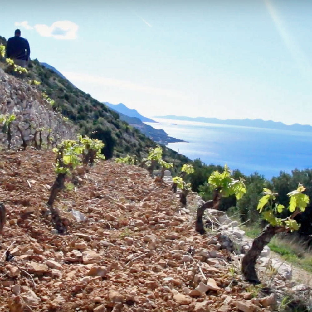 Bura Plavac Mali Sivi 2023