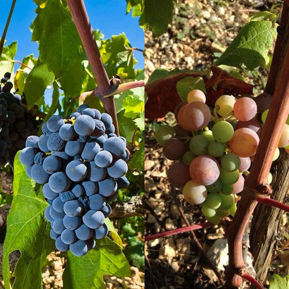 Bura Plavac Mali 2023