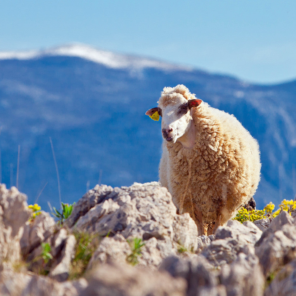 XO Paški Sir: World's best sheep cheese