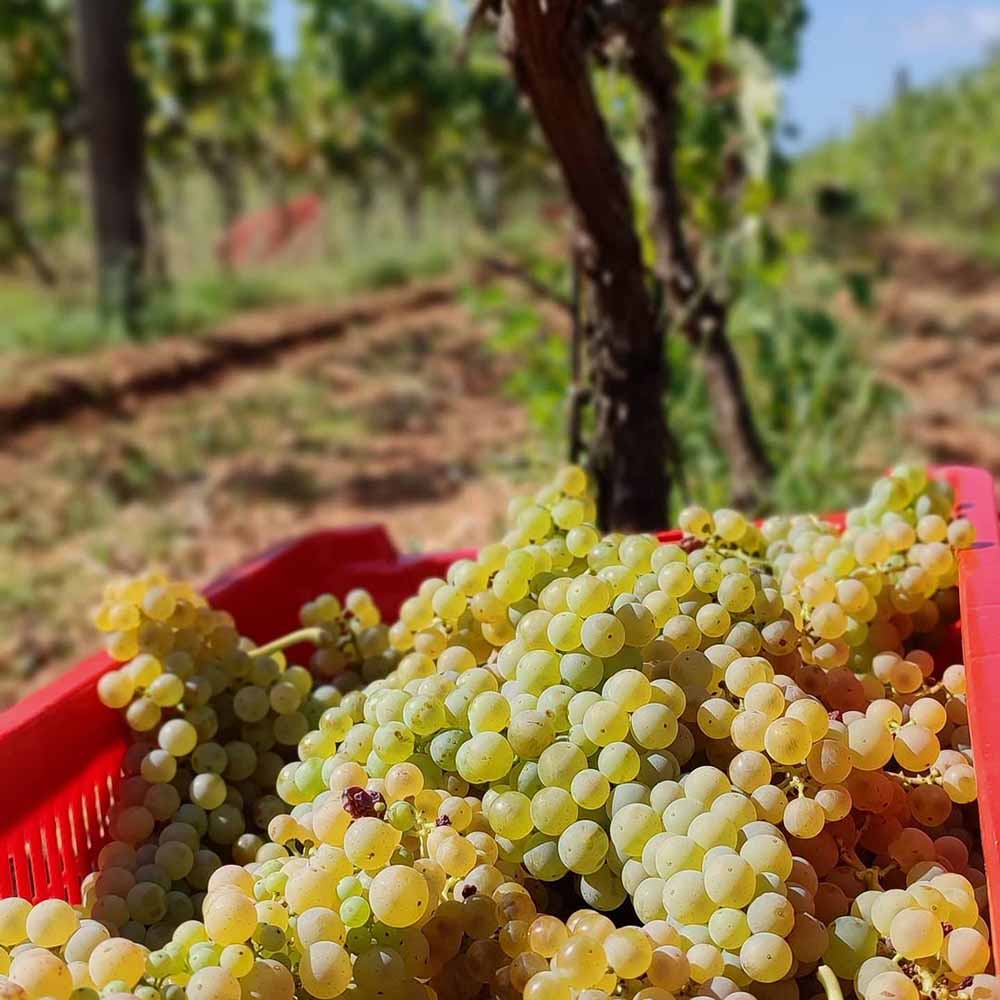 Cota Baba Manda 2023