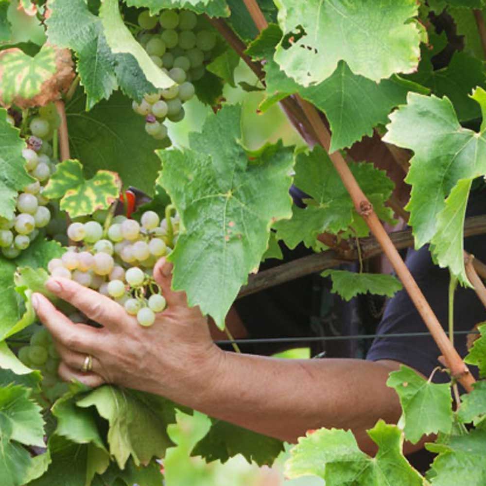 Matošević Grimalda White 2021