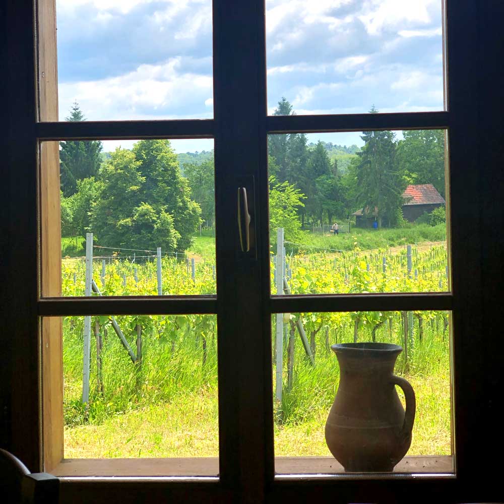 Kosovec Frankovka Selekcija 2018