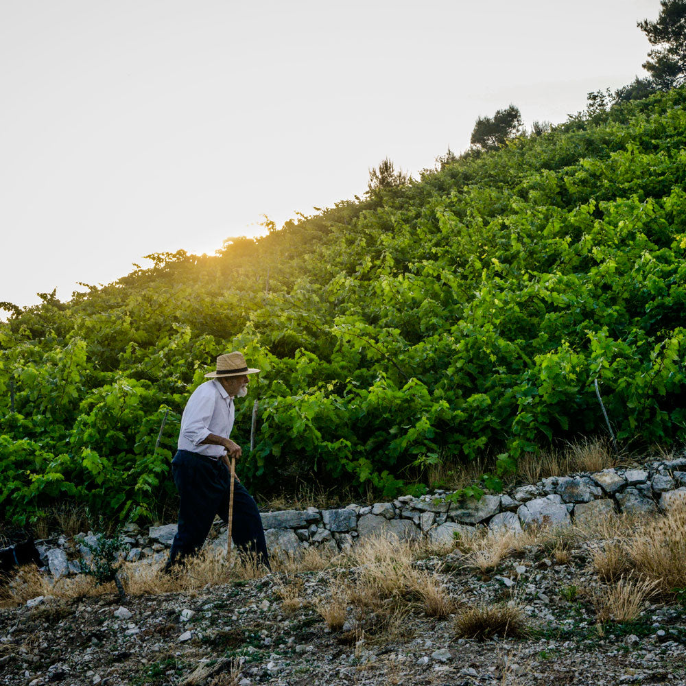 Kriz Plavac Mali 2018