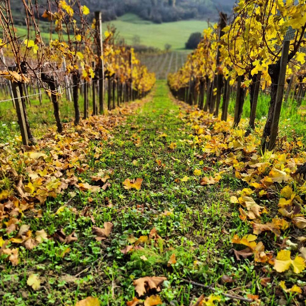 Tomac Marany Red 2021