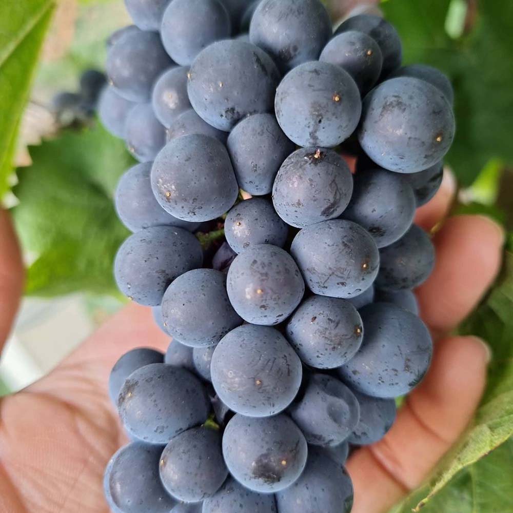 Tomac Marany Red 2021