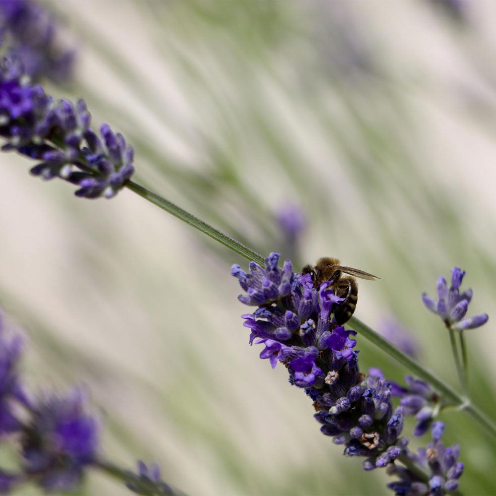 Milos Plavac Mali 2019