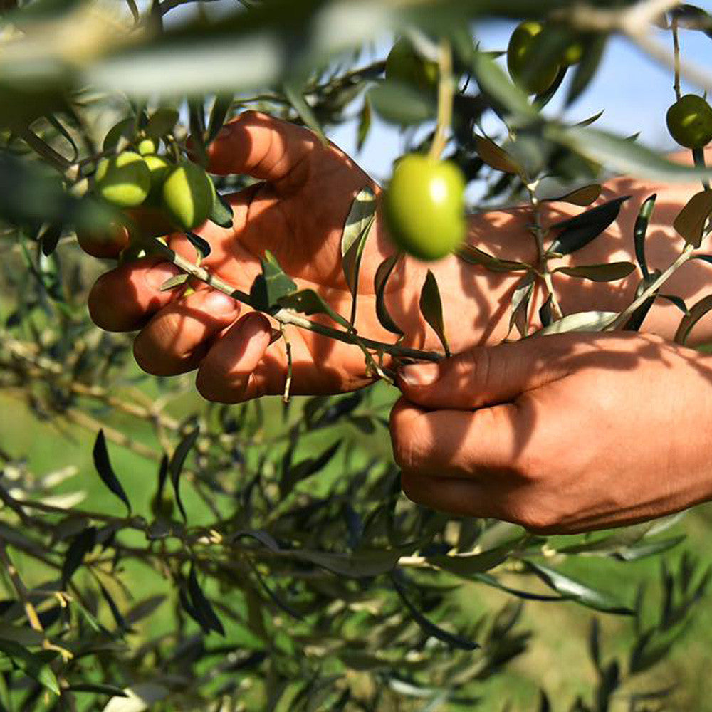 Chiavalon 2023 First Harvest EVOO ❤️