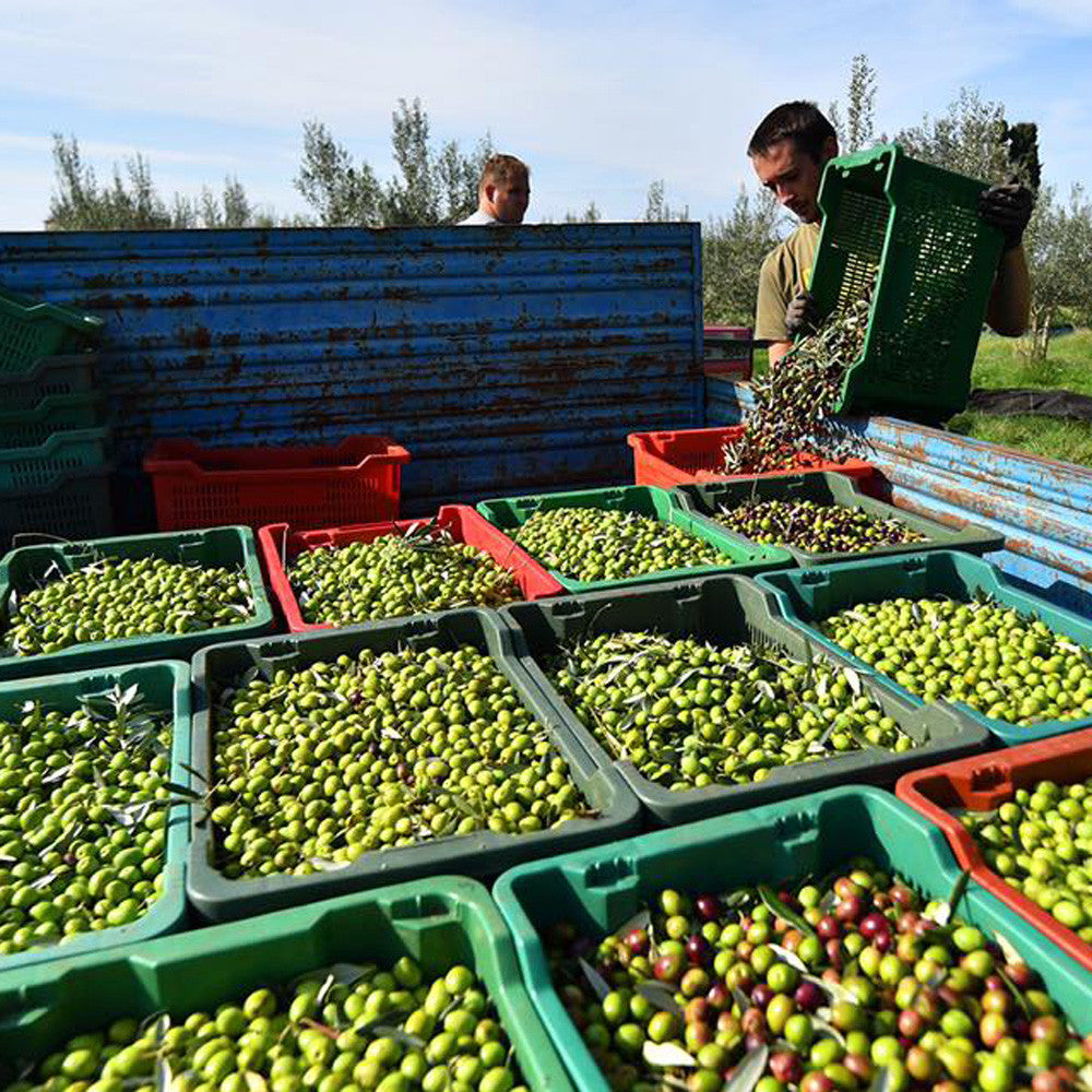 Chiavalon 2023 First Harvest EVOO ❤️