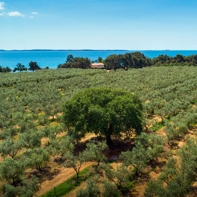 Salvela Buža EVOO
