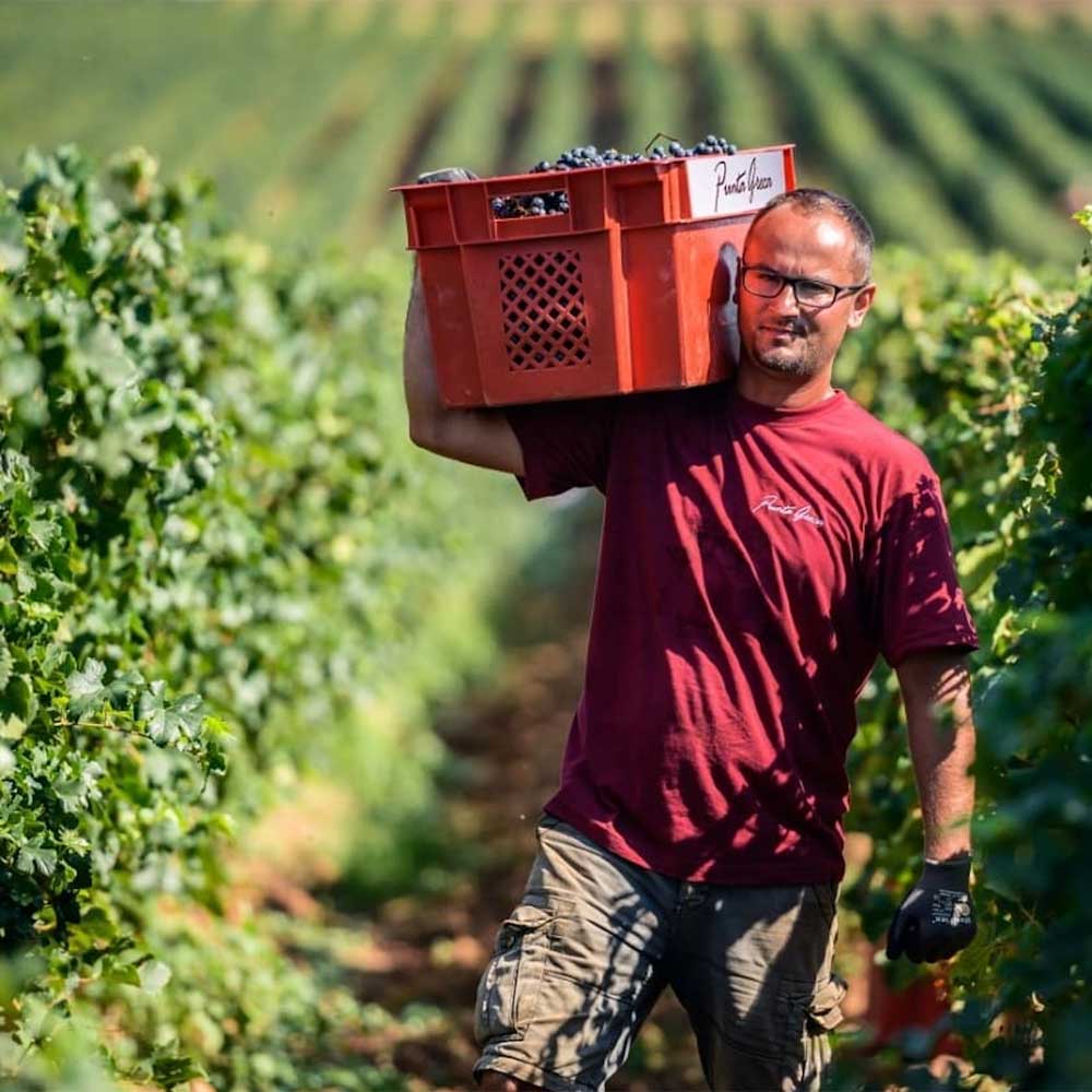 Medea Punta Greca Merlot 2018