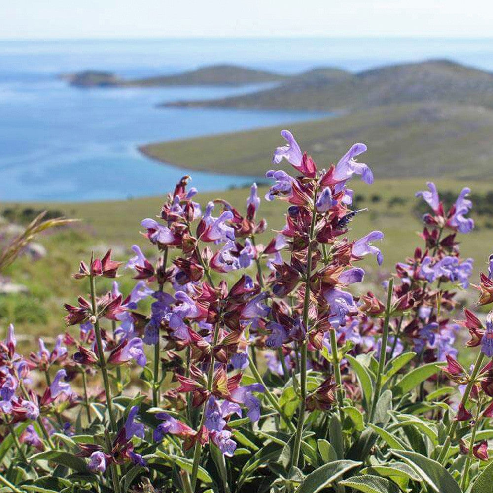 Aromatic Sea Salt with Dalmatian Spices