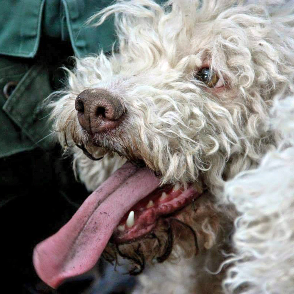 Sliced Istrian Black Summer Truffles