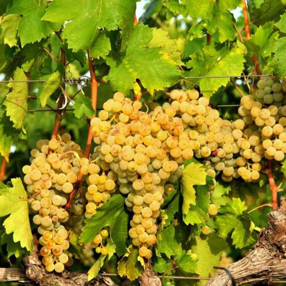 Testament Debit Maraština 2019