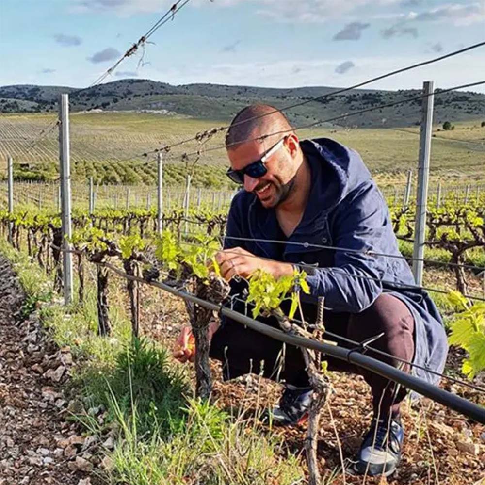 Dalmatian Dog Babić 2019