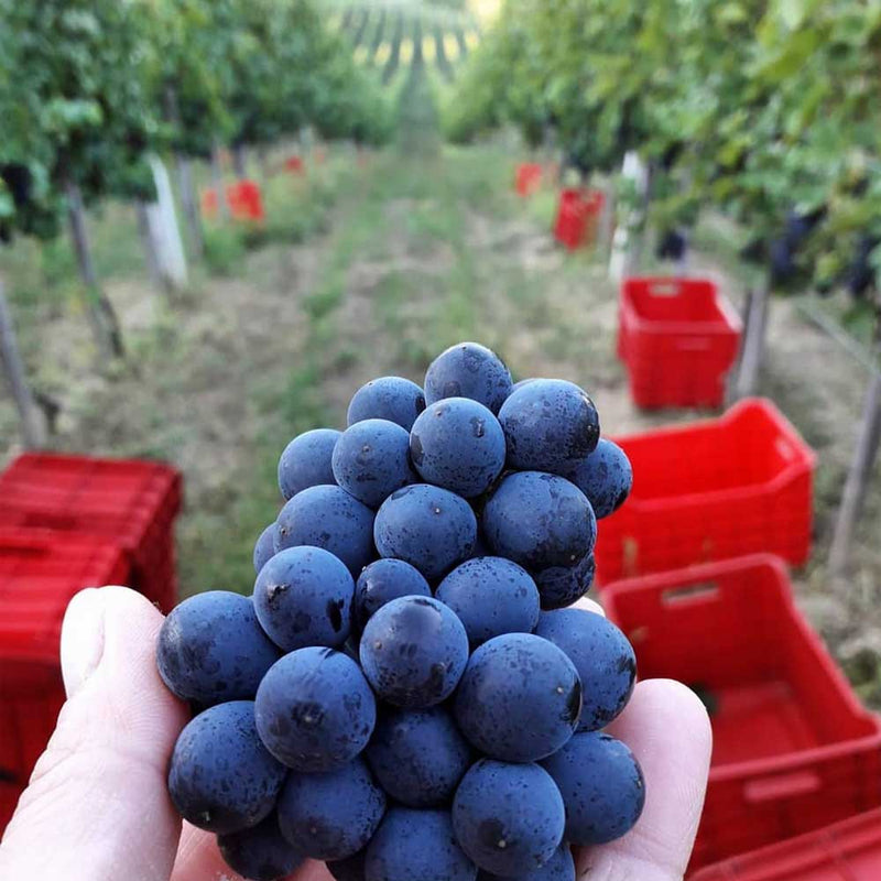 Tomac Pinot Noir 2018