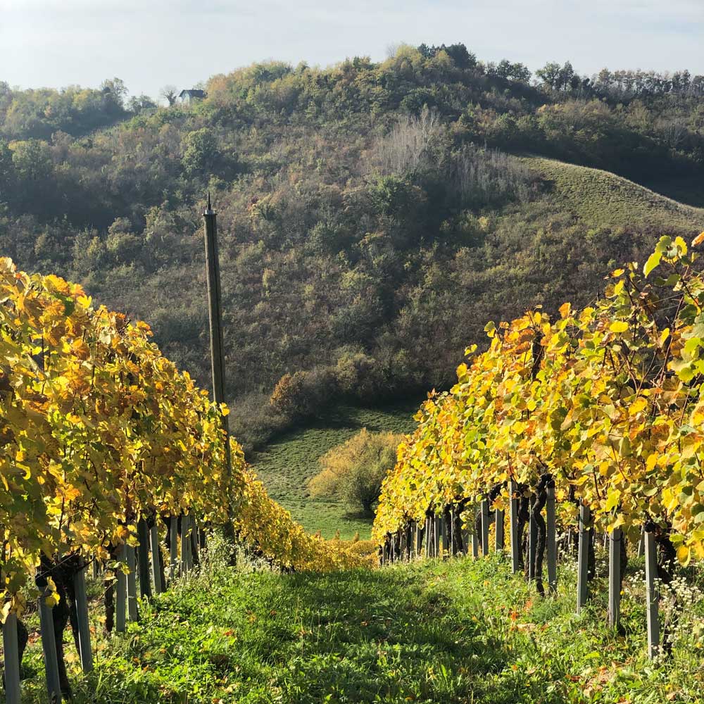 Tomac Diplomat Extra Brut