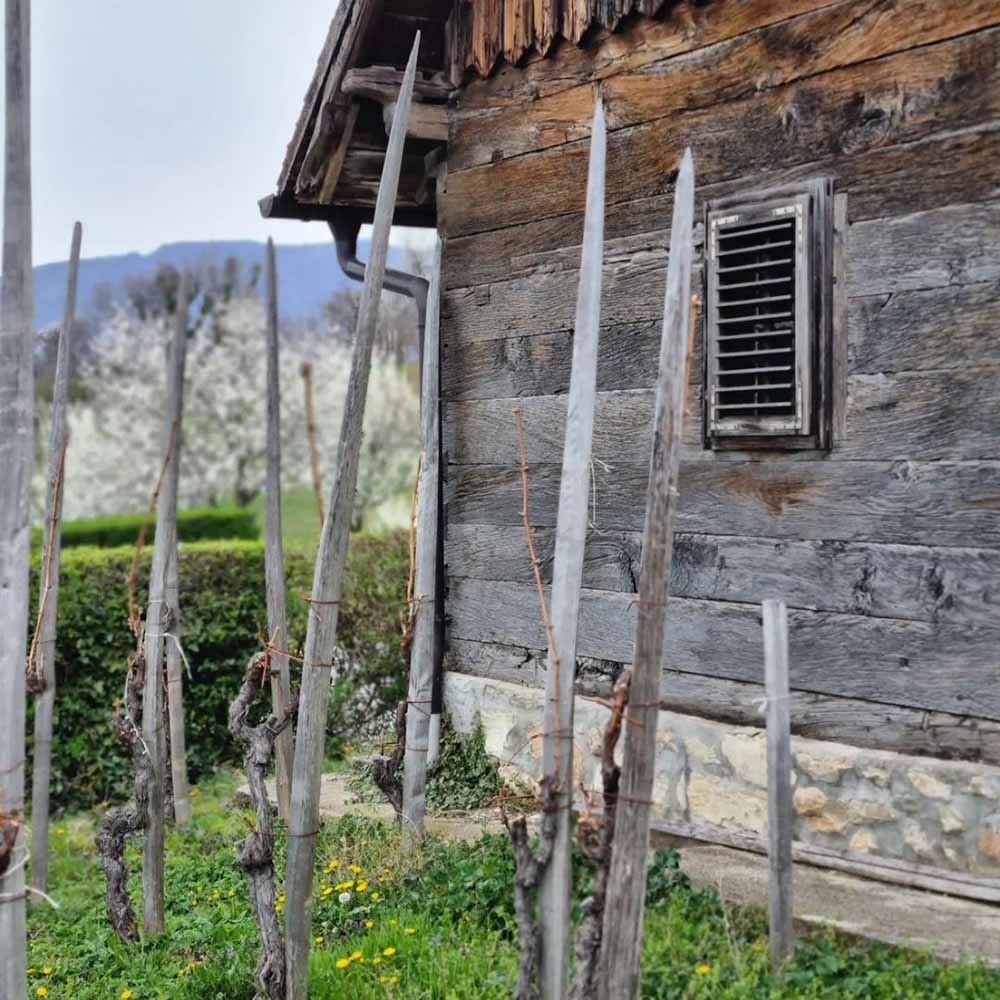 Tomac Rockstar Riesling 2023