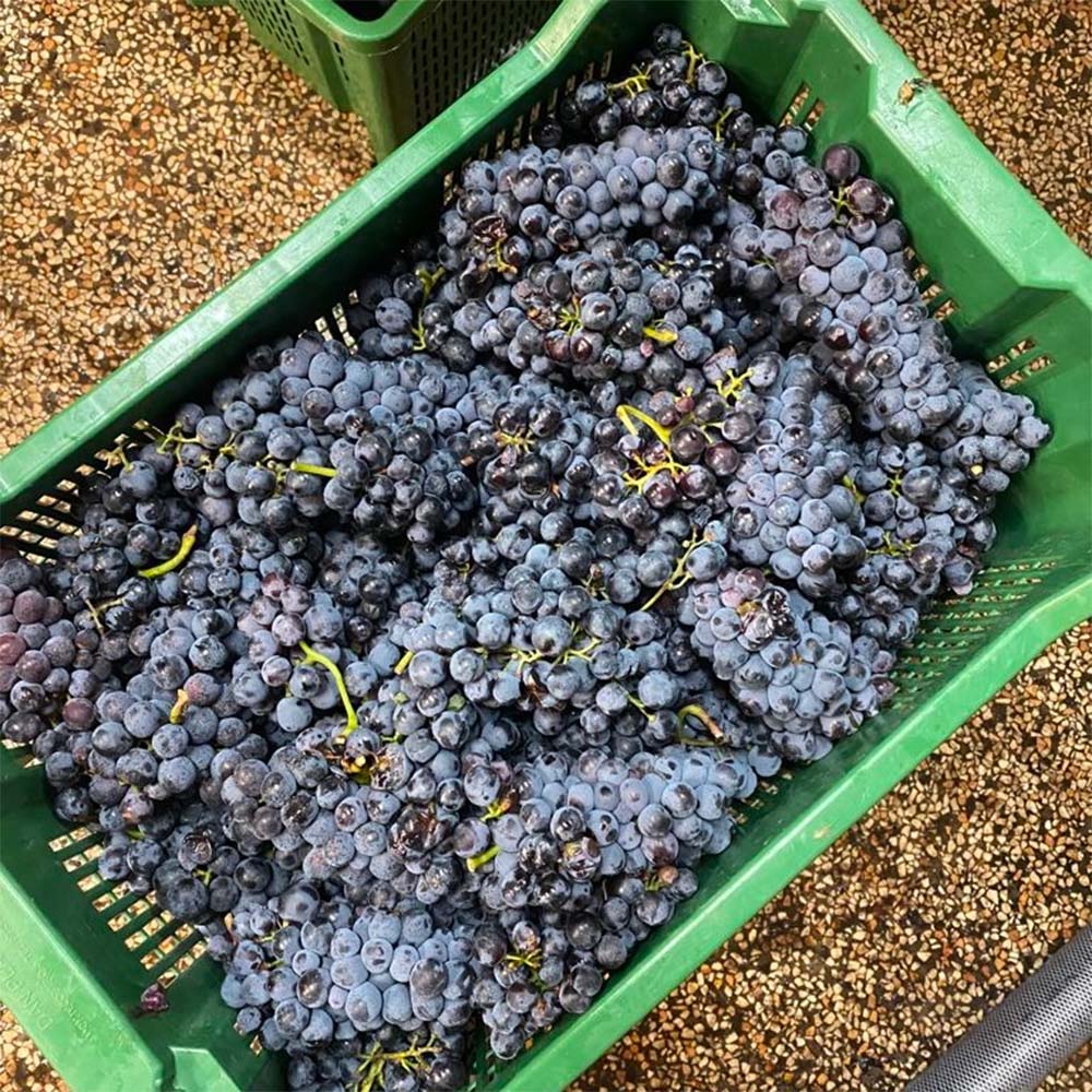 Vinas Mora Barbba 2020