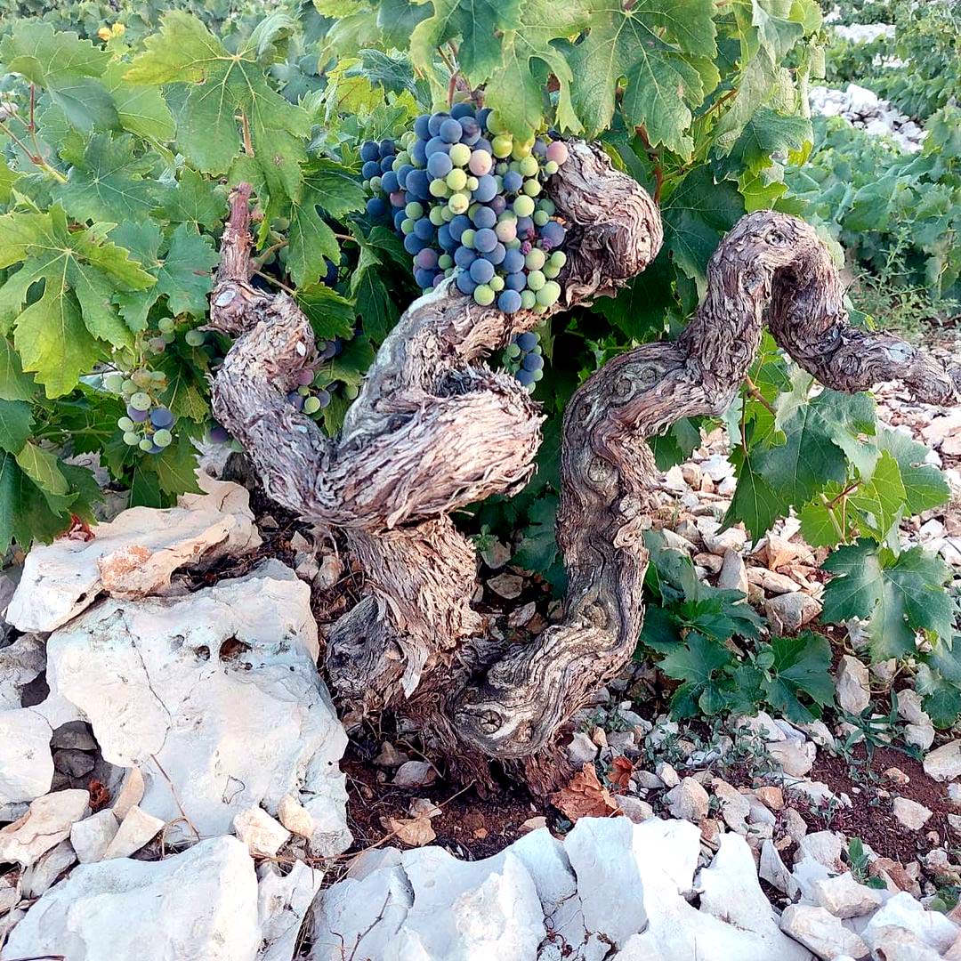 Vinas Mora Kaamen 2021 – The Adriatic Pantry